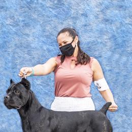 Cane Corso from Vernon Hills Cane Corso