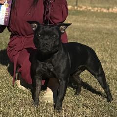 Cairo - Staffordshire Bull Terrier
