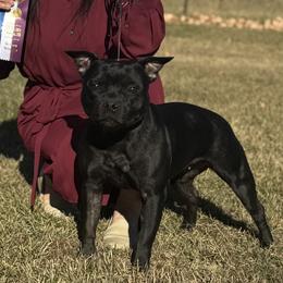 Cairo - Staffordshire Bull Terrier