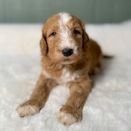 Ham Sammy - Red  male Goldendoodle puppy in Osage City, Kansas from Golden Ridge Goldens