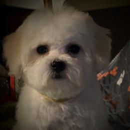Lavender-purple female - White female Bichon Frise puppy in Apple River, Illinois from Barb's Bichons Bichonfrise.ws