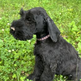 Purple collar - Black male Giant Schnauzer puppy in Sedalia, Missouri from Valour's Giants