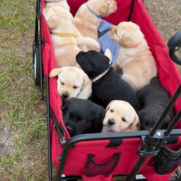 Yellow male Show Prospect - Yellow male Labrador Retriever puppy in Orlando, Florida from Clarisma K9’s
