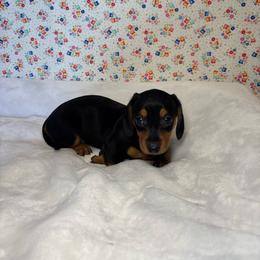 Josie - Black and tan female Dachshund puppy in Mountain Grove, Missouri from Happy Hounds