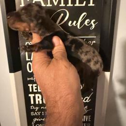 Silver - Dapple male Dachshund puppy in South Haven, Kansas from Keen's Dachshunds