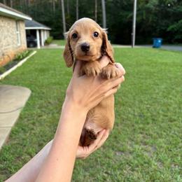 Waylon - Red male Dachshund puppy in Rusk, Texas from S&C Doxies