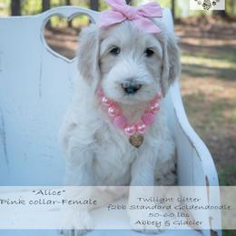 Alice pink collar - Cream female Goldendoodle puppy in Lexington, North Carolina from Deborah’s Doodles