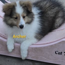 LITTLE Captain Archer - Sable and white male Shetland Sheepdog puppy in Houston, Texas from LaLa's Lilliputian Lassies