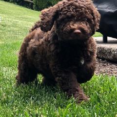 Spanish Water Dog Puppies from LIJA Spanish Water Dogs