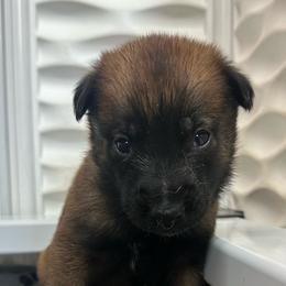 Green - Red sable female Belgian Malinois puppy in Ellerbe, North Carolina from Grand Prix Kennel