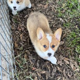 Gem - Red female Pembroke Welsh Corgi puppy in Millsap, Texas from Punchy Pembroke Ranch