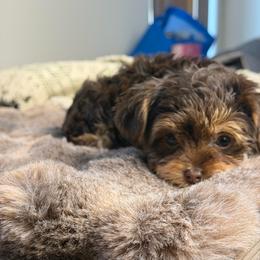 Cinnamon - Chocolate, tan and white female Yorkshire Terrier puppy in Palmdale, California from Pucci Pawfect