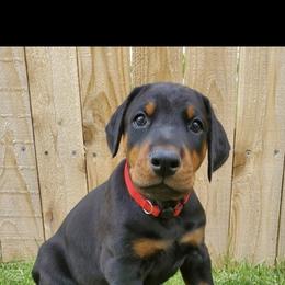 Doberman Pinscher Puppies from Rebecca Banderas