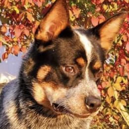 Hannah  - Australian Cattle Dog