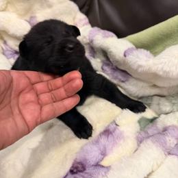 White - Black male German Shepherd puppy in Descanso, California from KVA Shepherds