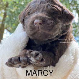 Goldendoodle Puppies from O’Doodle Clan Goldendoodles