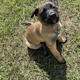 Belgian Malinois Puppies from Klaus K-9 Training LLC