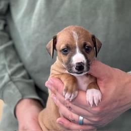 Girl 1 - Red female Italian Greyhound puppy in Sugar Valley, Georgia from Pinnacle Farm and Kennel