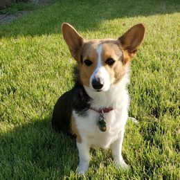 Sheb - Pembroke Welsh Corgi