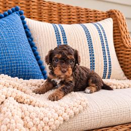 Maple - Chocolate female Cavapoo puppy in Floyd, Virginia from Hearts and Paws Poodles and Doodles