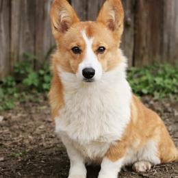 Julia - Red and white female Cardigan Welsh Corgi puppy in Maidsville, West Virginia from L&B Lowriders