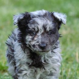 Glory - Black merle female Mudi puppy in Gatlinburg, Tennessee from Greenbrier