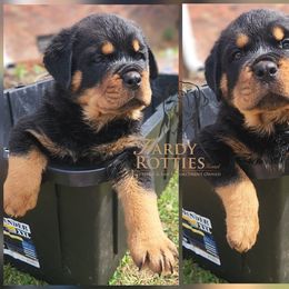 Rottweiler Puppies from Hardy Rotties