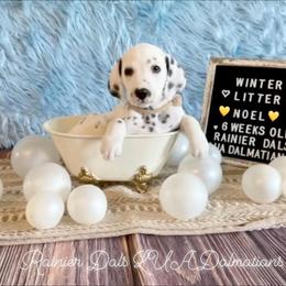 Noel - White and black female Dalmatian puppy in Joshua, Texas from Rainier DALS LUA Dalmatians