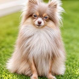 Pomeranian puppies from SW Frenchies