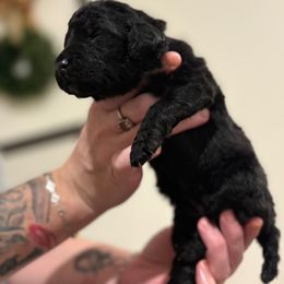 Goldendoodle and Poodle Puppies from Southern Stroll Poodles & Doodles