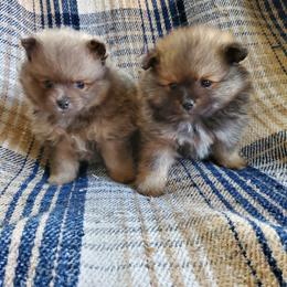 Companion Cross, Pomeranian, and Sheepadoodle Puppies from Fluffy Wonders Poms and Doodles