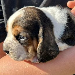 Basset Hounds from Bishel Farms Basset Hounds