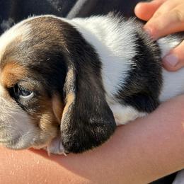 Basset Hounds from Bishel Farms Basset Hounds