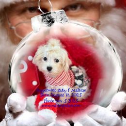 Miss Pepperiment Patty - White female Maltese puppy in Silverhill, Alabama from Malteseuluv’s Tiny Treasurers