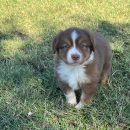Bently - Red tri male Miniature Australian Shepherd puppy in Azle, Texas from Weston Family Farms