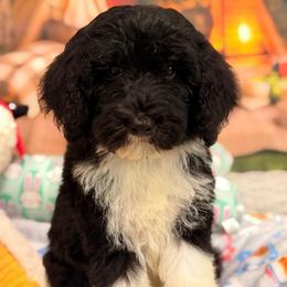 Ranger - Black and white male Aussiedoodle puppy in Dickerson, Maryland from Pawsome Aussie Doodles and Oodles