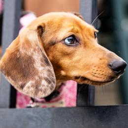 Sage - Dachshund