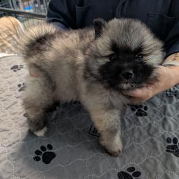 Orange girl - Black and silver female Keeshond puppy in Fayetteville, Tennessee from Erbekees-Keeshonden