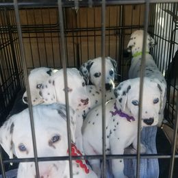 Dalmatian Puppies from Westview Dalmatians