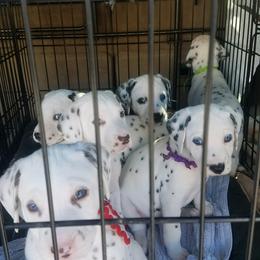 Dalmatian Puppies from Westview Dalmatians