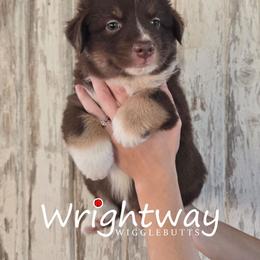 Clay - Red tri male Miniature Australian Shepherd puppy in Dowagiac, Michigan from Wrightway Wigglebutts
