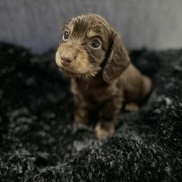 Rachel - Chocolate and tan female Dachshund puppy in St. Cloud, Florida from White Oak Kennels