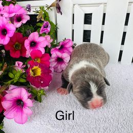 American Pit Bull Terrier and Greyhound Puppies from West Winds American Pit Bull Terriers