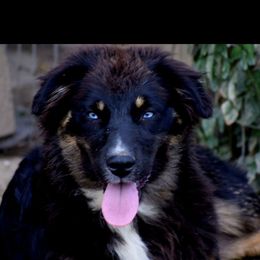 Maci may - Australian Shepherd