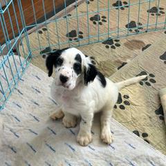Errol - Blue belton English Setter puppy in New Windsor, Maryland from Ambush Kennel