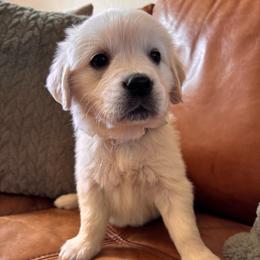 White girl - Light golden female Golden Retriever puppy in Pahrump, Nevada from Southern Nevada Goldens