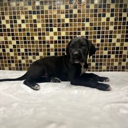 Brown collar - Black male Great Dane puppy in Ider, Alabama from Sand Mountain Danes LLC