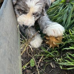 Aussiedoodle, Australian Shepherd, and Poodle Puppies from Love my doodles/ Aussiedoodle love