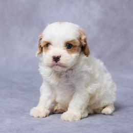Cora - Blenheim female Cavapoo puppy in Apple Creek, Ohio from Grandeur Valley Puppies