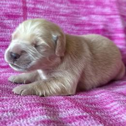 Brimstone-Teal - Golden male Golden Retriever puppy in Squaw Valley, California from Bear Mountain
